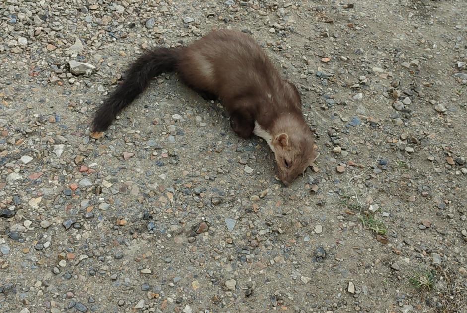 Alerta de Hallazgo Otros Furet Desconocido Méru Francia