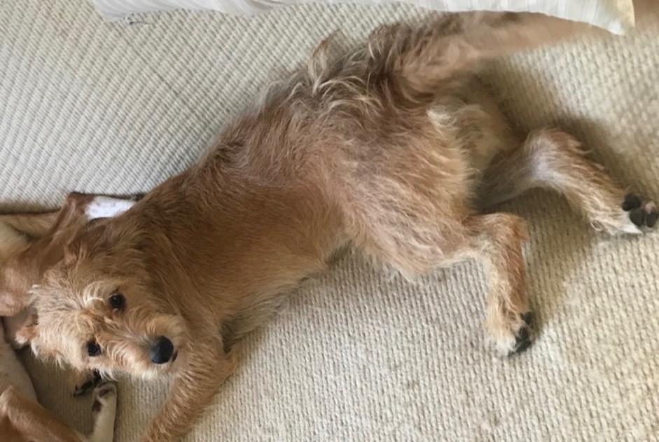 Alerta de Desaparición Perro  Hembra , 5 años Pléhédel Francia