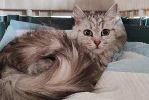 Alerta de Hallazgo Gato cruce Hembra , 2 años Saint-Germain-en-Laye Francia