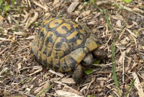 Alerta de Hallazgo Tortuga Desconocido Voisins-le-Bretonneux Francia