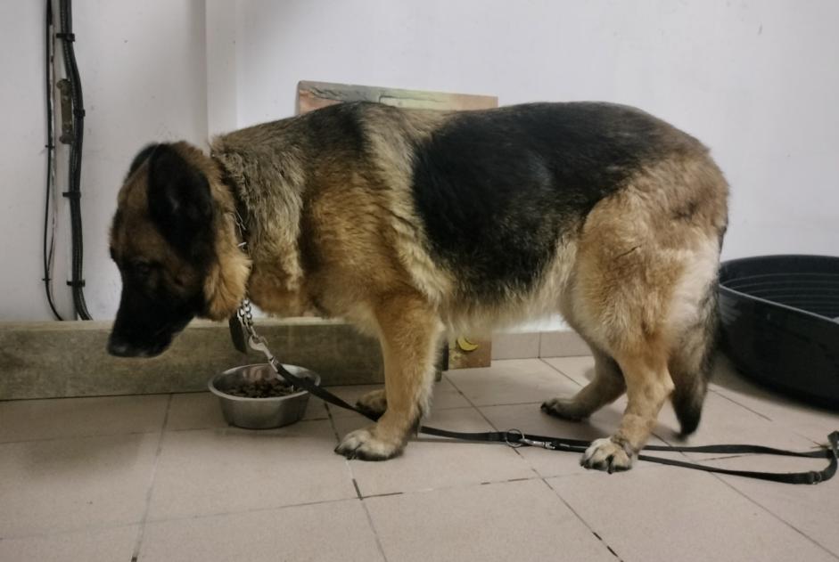 Alerta de Hallazgo Perro  Hembra Habarcq Francia