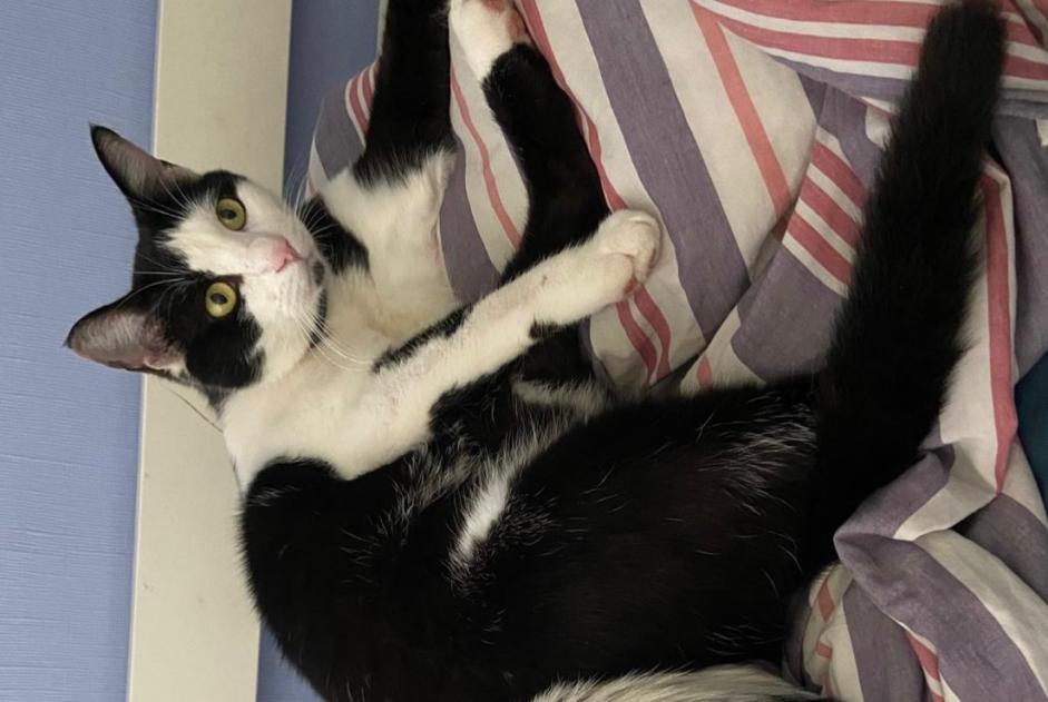 Alerta de Desaparición Gato Macho , 14 años Tourville-la-Rivière Francia