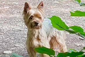 Alerta de Hallazgo Perro  Macho Gujan-Mestras Francia