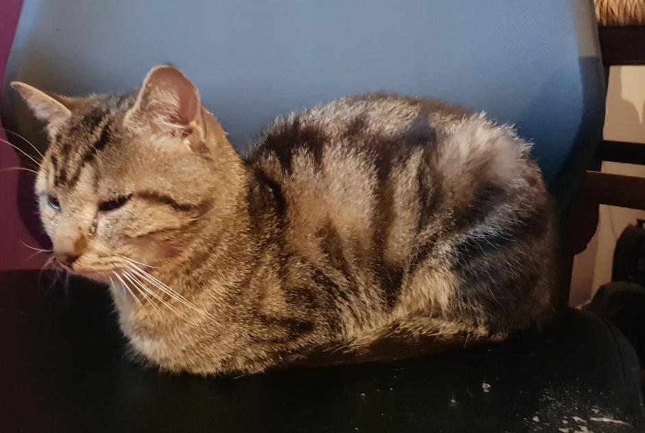 Alerta de Hallazgo Gato Macho , Entre 4 y 6 meses Clermont Francia