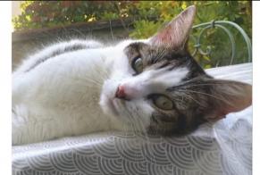 Alerta de Hallazgo Gato cruce Macho Limoges Francia