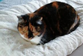 Alerte Disparition Chat Femelle , 8 ans La Bresse France