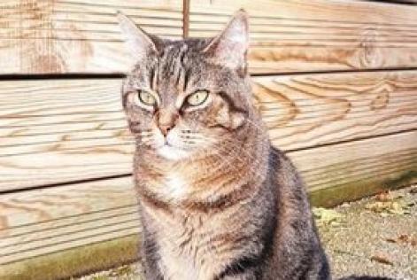 Alerte Disparition Chat Femelle , 15 ans Saint-Denis France