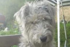 Alerte Disparition Chien  Mâle , 5 ans Laguinge-Restoue France