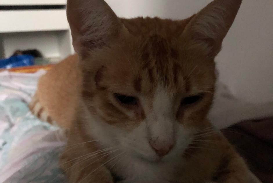 Alerte Disparition Chat Mâle , 5 ans Fontrieu France