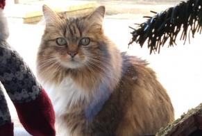 Alerte Disparition Chat Femelle , 7 ans Gaillan-en-Médoc France
