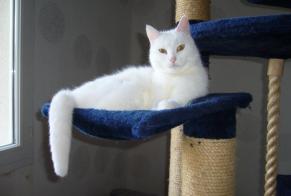 Alerte Disparition Chat  Femelle , 5 ans Availles-en-Châtellerault France