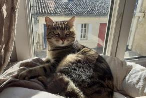 Alerte Disparition Chat croisement Femelle , 6 ans Libourne France