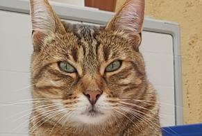 Alerte Disparition Chat croisement Mâle , 8 ans Montluçon France