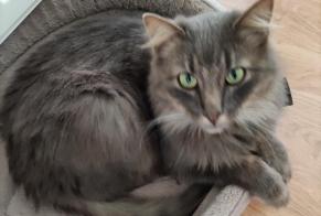 Alerte Disparition Chat croisement Mâle , 4 ans Saint-Pierre-en-Auge France