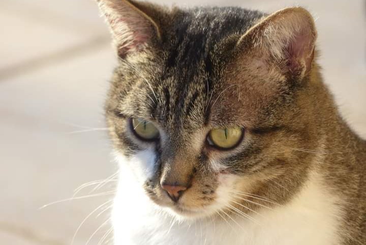 Alerte Disparition Chat  Mâle , 5 ans Lalinde France