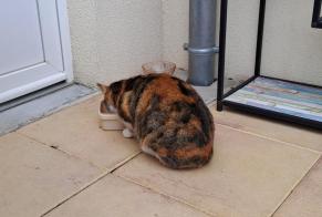 Alerte Découverte Chat Femelle Vaivre-et-Montoille France