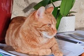 Alerte Disparition Chat croisement Mâle , 2 ans Souvigné France