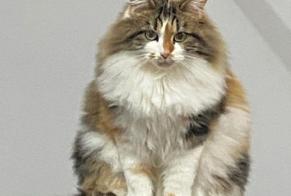 Alerte Disparition Chat croisement Femelle , 4 ans Les Deserts France