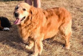 Alerte Disparition Chien  Femelle , 13 ans Garravet France