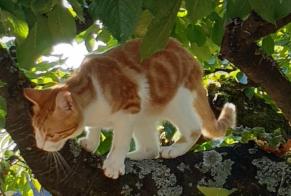 Alerte Disparition Chat  Mâle , 2 ans Hatten France