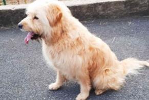Alerte Disparition Chien croisement Mâle , 12 ans Saint-Pée-sur-Nivelle France