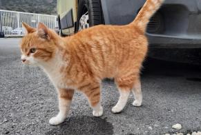 Alerte Découverte Chat Mâle , 2 ans Aubignas France