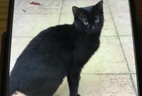 Alerte Découverte Chat Mâle La ville-du-Bois France