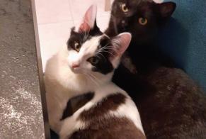 Alerte Disparition Chat Femelle , 1 ans Orvault France