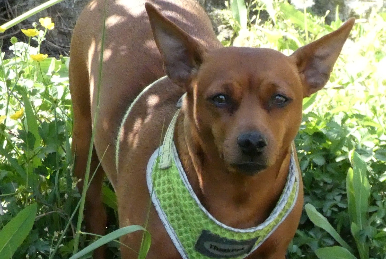Alerte Disparition Chien  Femelle , 7 ans Saint-Jean-de-la-Porte France