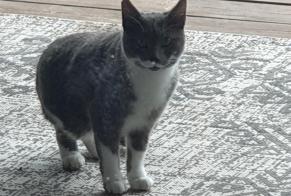 Alerte Découverte Chat  Inconnu Montbonnot-Saint-Martin France