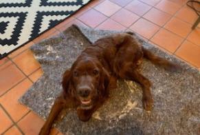 Alerte Découverte Chien  Femelle Pey France