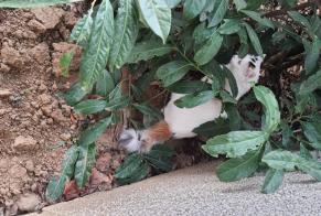 Alerte Découverte Chat Inconnu Clichy France