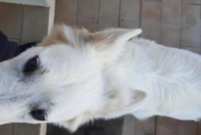 Alerte Découverte Chien Femelle Saint-Estève France
