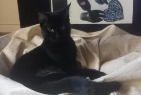 Alerte Disparition Chat croisement Femelle , 1 ans Gigean France