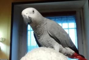Alerte Disparition Oiseau Mâle , 2023 ans Béthisy-Saint-Pierre France