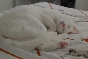 Alerte Disparition Chat Mâle , 2 ans La Seyne-sur-Mer France