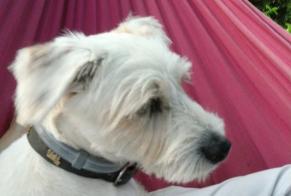 Alerte Disparition Chien  Mâle , 13 ans Saint-Genix-les-Villages France