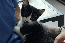 Alerte Disparition Chat Femelle , 0 ans Tours France