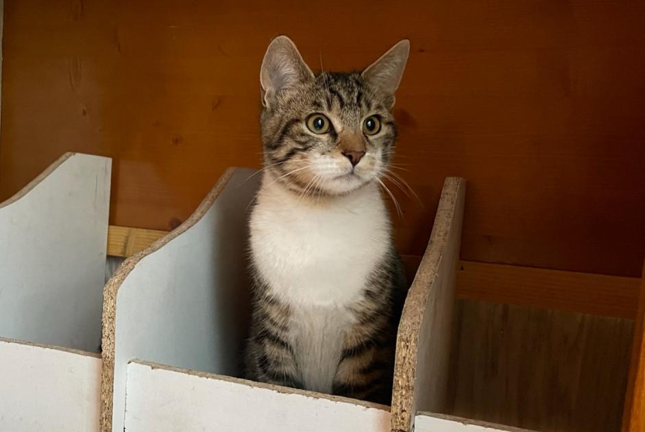 Alerte Disparition Chat croisement Mâle , 1 ans Saint-Sylvestre France