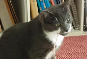 Alerte Disparition Chat  Mâle , 0 ans Fonbeauzard France