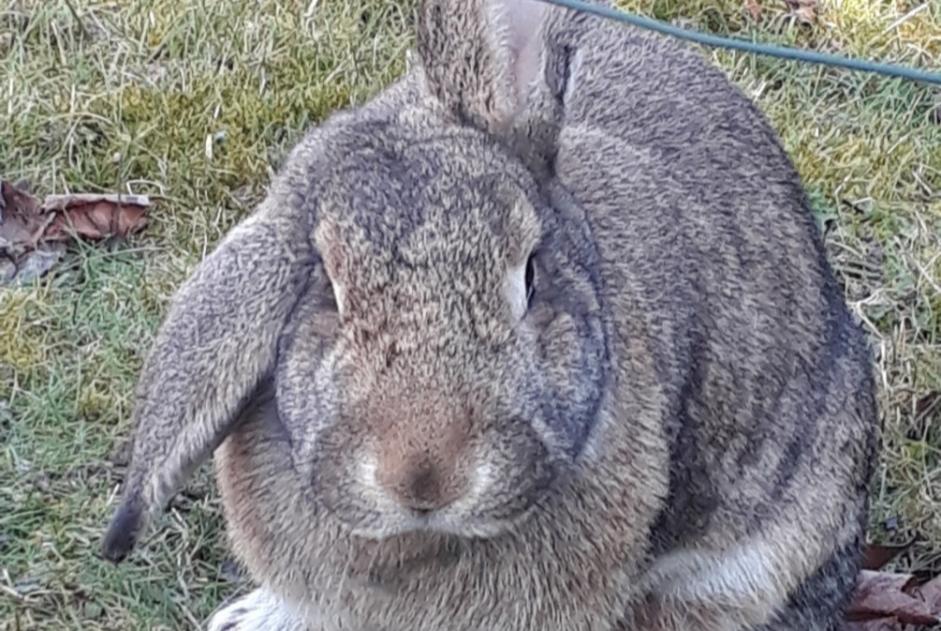 Alerte Disparition Lapin Femelle , 2024 ans Champhol France