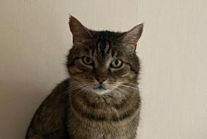 Alerte Disparition Chat croisement Mâle , 9 ans Vandoncourt France