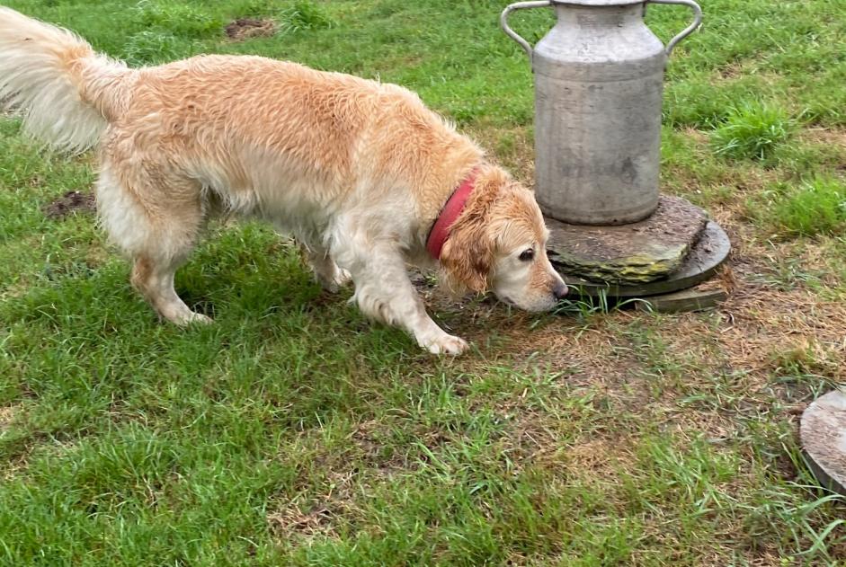 Alerte Découverte Chien  Femelle Chouain France