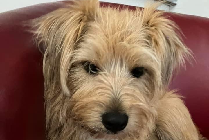 Alerte Disparition Chien croisement Mâle , 2 ans Cherves-Châtelars France