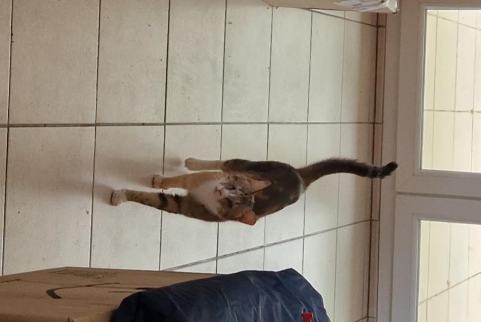 Alerte Disparition Chat Femelle , 3 ans Montpellier France