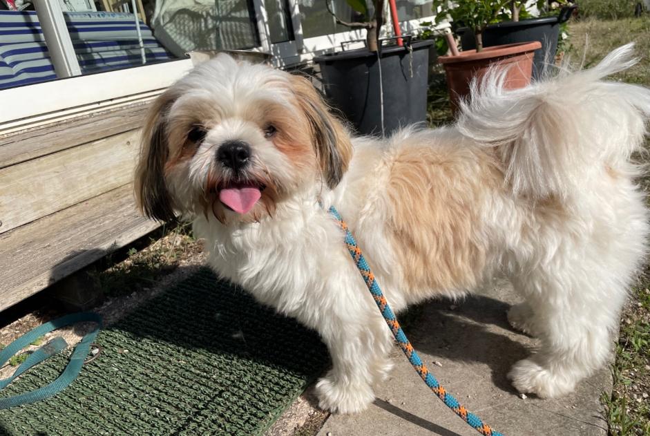 Alerte Découverte Chien  Mâle Montauban France