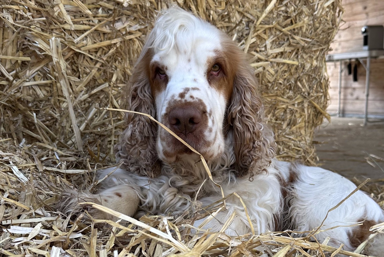 Alerte Disparition Chien  Mâle , 3 ans Trappes France