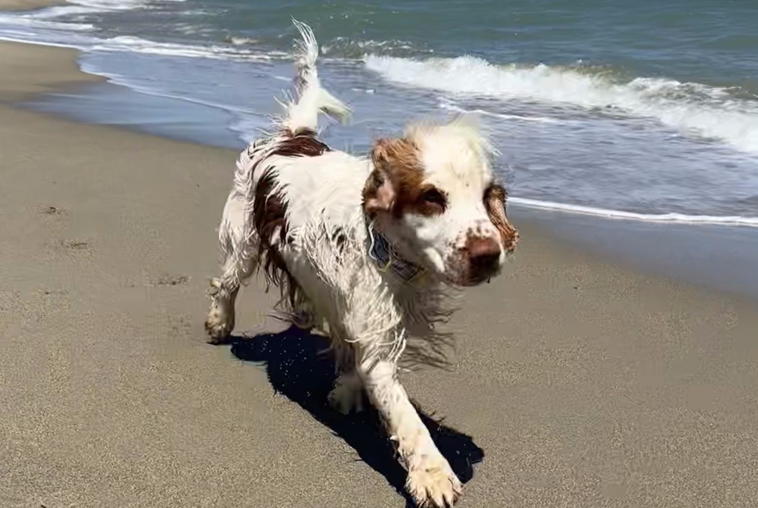 Alerte Disparition Chien  Mâle , 3 ans Trappes France