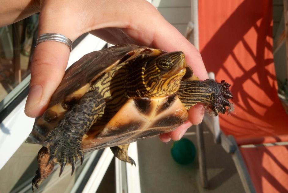 Alerte Découverte Tortue Inconnu Neuville-sur-Sarthe France