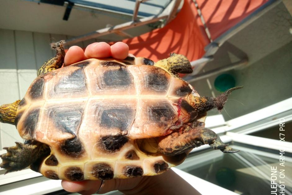 Alerte Découverte Tortue Inconnu Neuville-sur-Sarthe France